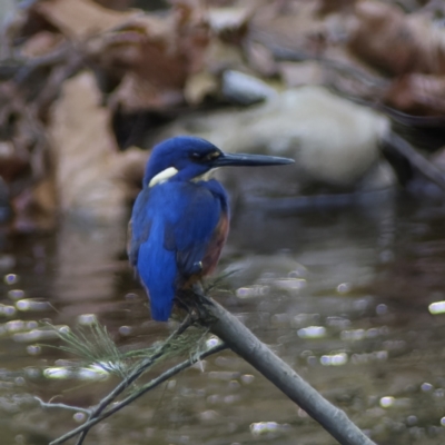 Ceyx azureus (Azure Kingfisher) at Paddys River, ACT - 15 May 2023 by RomanSoroka