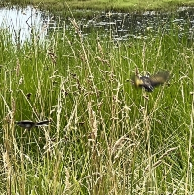 Phylidonyris novaehollandiae (New Holland Honeyeater) at Jerrabomberra Wetlands - 14 Jan 2023 by JimL