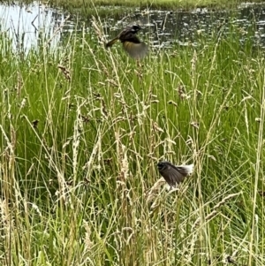 Phylidonyris novaehollandiae at Fyshwick, ACT - 15 Jan 2023