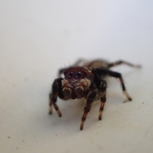 Maratus griseus at Murrumbateman, NSW - 12 May 2023 02:15 PM