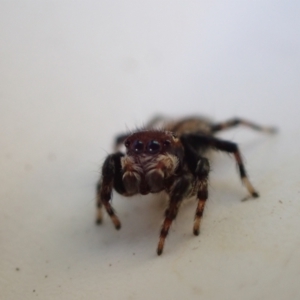 Hypoblemum griseum at Murrumbateman, NSW - 12 May 2023