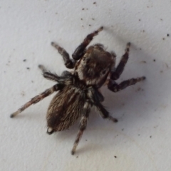 Maratus griseus at Murrumbateman, NSW - 12 May 2023