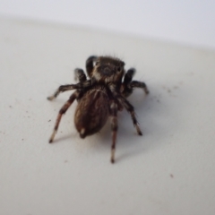 Hypoblemum griseum at Murrumbateman, NSW - 12 May 2023