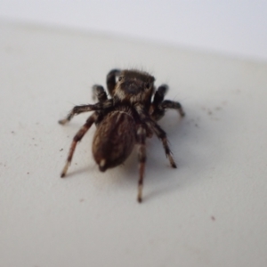 Maratus griseus at Murrumbateman, NSW - 12 May 2023 02:15 PM