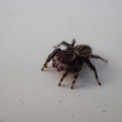 Maratus griseus at Murrumbateman, NSW - 12 May 2023