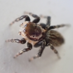 Maratus griseus at Murrumbateman, NSW - 12 May 2023 02:15 PM