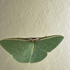 Unidentified Geometer moth (Geometridae) at Surf Beach, NSW - 15 May 2023 by Hejor1