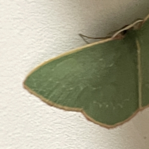 Chlorocoma dichloraria at Surf Beach, NSW - 15 May 2023