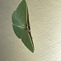 Chlorocoma dichloraria at Surf Beach, NSW - 15 May 2023