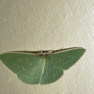 Chlorocoma dichloraria at Surf Beach, NSW - 15 May 2023