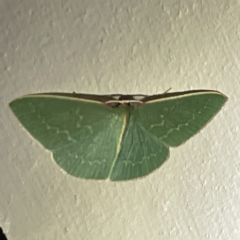 Chlorocoma dichloraria at Surf Beach, NSW - 15 May 2023