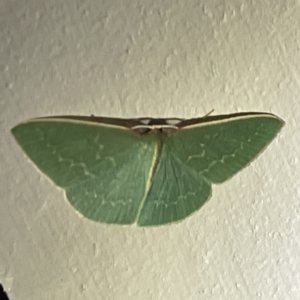 Chlorocoma dichloraria at Surf Beach, NSW - 15 May 2023 09:27 PM