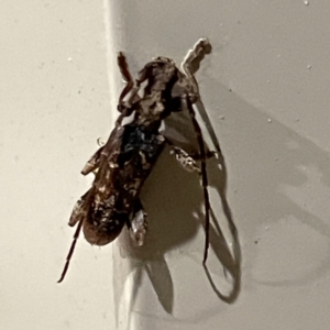 Tessaromma undatum at Surf Beach, NSW - 15 May 2023 09:25 PM