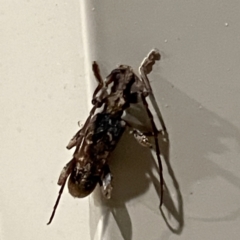 Tessaromma undatum at Surf Beach, NSW - 15 May 2023 09:25 PM