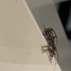 Tessaromma undatum at Surf Beach, NSW - 15 May 2023 09:25 PM