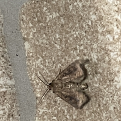 Noctuidae (family) (A cutworm or owlet moth) at Surf Beach, NSW - 15 May 2023 by Hejor1