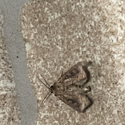 Unidentified Noctuoid moth (except Arctiinae) at Surf Beach, NSW - 15 May 2023 by Hejor1