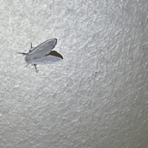 Acyphas (genus) at Surf Beach, NSW - 15 May 2023 09:39 PM