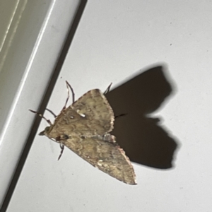 Metasia capnochroa at Surf Beach, NSW - 15 May 2023 09:41 PM