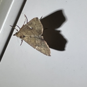 Metasia capnochroa at Surf Beach, NSW - 15 May 2023 09:41 PM