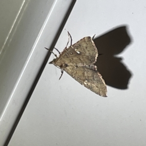 Metasia capnochroa at Surf Beach, NSW - 15 May 2023