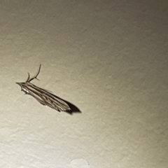 Hednota relatalis (A Crambid moth (Crambinae) at Surf Beach, NSW - 15 May 2023 by Hejor1