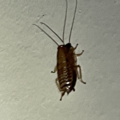 Blattidae sp. (family) at Surf Beach, NSW - 15 May 2023