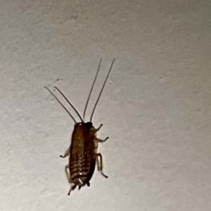 Blattidae sp. (family) at Surf Beach, NSW - 15 May 2023