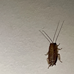 Unidentified at suppressed - 15 May 2023