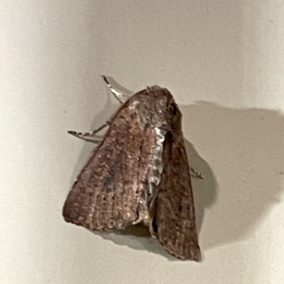 Dasygaster padockina (Tasmanian Cutworm) at Surf Beach, NSW - 15 May 2023 by Hejor1