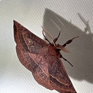 Anthela repleta at Surf Beach, NSW - 15 May 2023