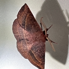 Anthela repleta at Surf Beach, NSW - 15 May 2023 09:44 PM