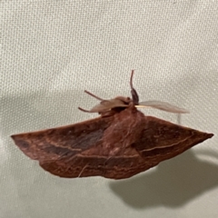 Anthela repleta at Surf Beach, NSW - 15 May 2023 09:44 PM