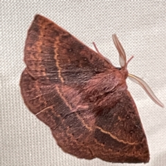 Anthela repleta at Surf Beach, NSW - 15 May 2023 09:44 PM