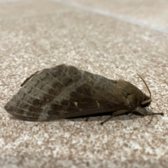 Oxycanus (genus) (Unidentified Oxycanus moths) at Surf Beach, NSW - 15 May 2023 by Hejor1