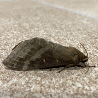 Oxycanus (genus) (Unidentified Oxycanus moths) at Surf Beach, NSW - 15 May 2023 by Hejor1