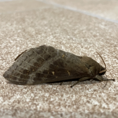 Unidentified Swift and Ghost moth (Hepialidae) at Surf Beach, NSW - 15 May 2023 by Hejor1