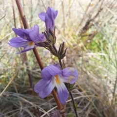 Euphrasia caudata (Tailed Eyebright) at Cotter River, ACT - 14 May 2023 by Satine