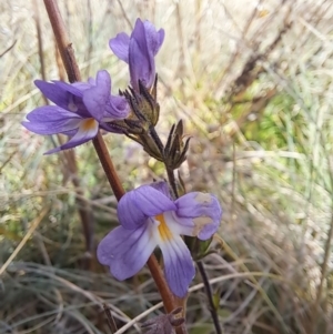 Euphrasia caudata at Cotter River, ACT - 14 May 2023 11:35 AM