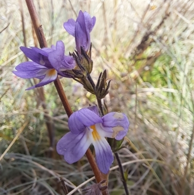 Euphrasia caudata (Tailed Eyebright) at Namadgi National Park - 14 May 2023 by Satine