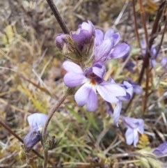 Euphrasia caudata at Cotter River, ACT - 14 May 2023