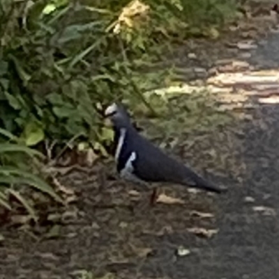 Leucosarcia melanoleuca (Wonga Pigeon) at Alpine Shire - 15 May 2023 by jksmits