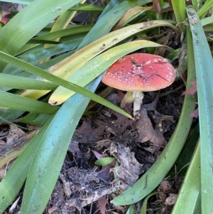 Amanita muscaria at Bright, VIC - 15 May 2023