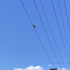 Dacelo novaeguineae (Laughing Kookaburra) at Bright, VIC - 15 May 2023 by jks