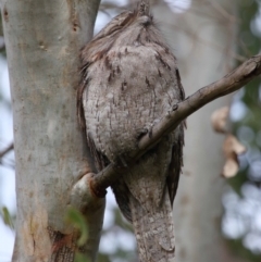 Podargus strigoides (Tawny Frogmouth) at Ormiston, QLD - 13 May 2023 by TimL