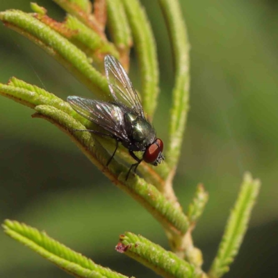Lucilia sp. (genus) (A blowfly) at O'Connor, ACT - 8 Mar 2023 by ConBoekel