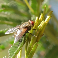 Tachinidae (family) (Unidentified Bristle fly) at Dryandra St Woodland - 8 Mar 2023 by ConBoekel
