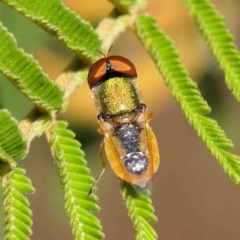 Odontomyia sp. (genus) (A soldier fly) at Dryandra St Woodland - 8 Mar 2023 by ConBoekel