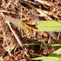 Taractrocera papyria (White-banded Grass-dart) at O'Connor, ACT - 8 Mar 2023 by ConBoekel