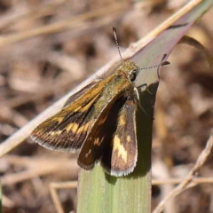 Taractrocera papyria at O'Connor, ACT - 9 Mar 2023